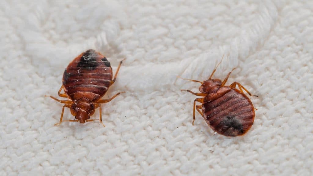 How To Inspect Your Luggage For Bed Bugs Rottler Pest Solutions