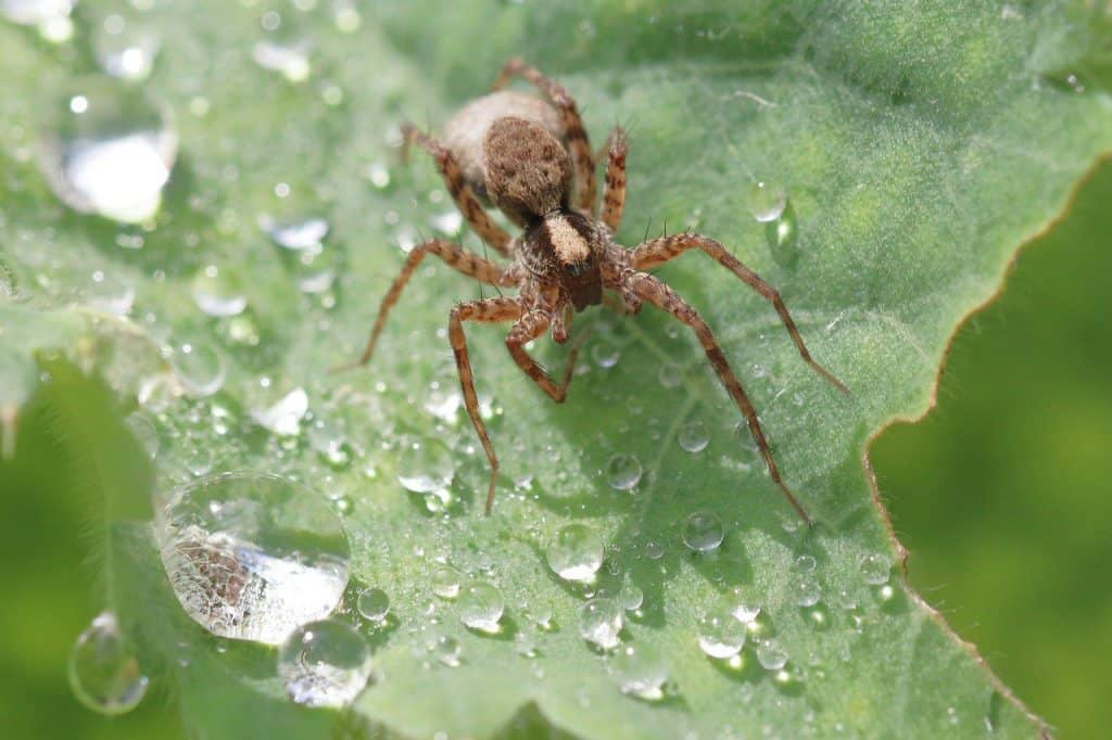 Common Spiders in Missouri | Rottler Pest Solutions