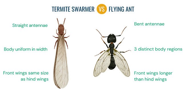 Visual comparison of termite swarmer versus flying ant