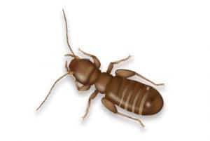 Everything You Need To Know About A Booklice Infestation | Rottler Pest ...