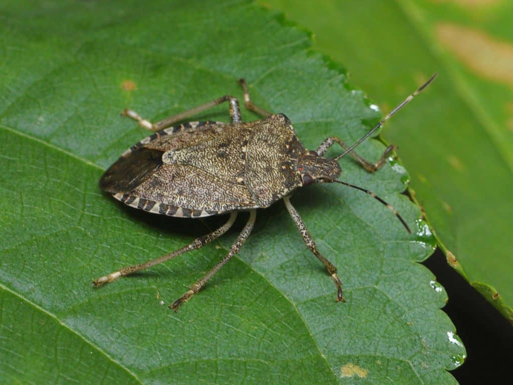 How St. Louis Homes Are Preventing Stink Bugs | Rottler Pest Solutions