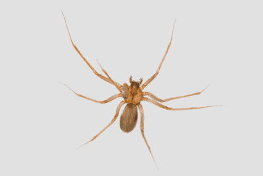 Brown Recluse Spider Bite - Very Dangerous