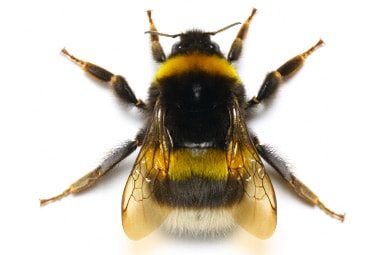 bumble bee insect