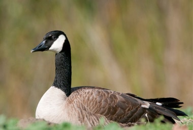 Canada Goose  Pest Information & Prevention Tips