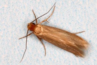 Casemaking Clothes Moths | Pest Information & Prevention Tips