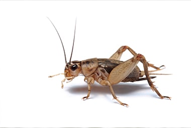 Grasshoppers vs crickets: what's the difference between these two jumping  insects? - Discover Wildlife