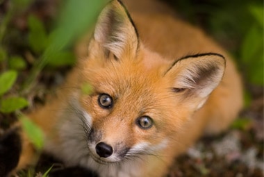 Fox  Pest Information & Prevention Tips