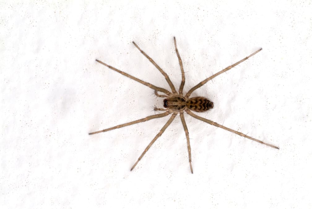 Scientists name new large spider species