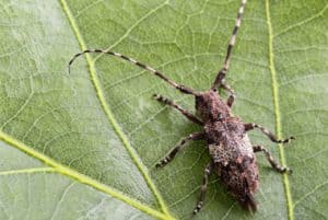 Longhorned Beetle | Pest Information & Prevention Tips