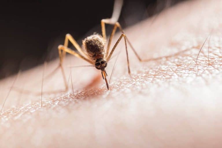 When Are Mosquitoes Most Active? Rottler Pest Solutions