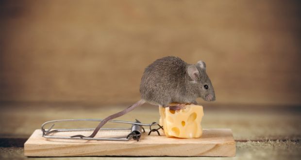 Why Mice Avoid Traps