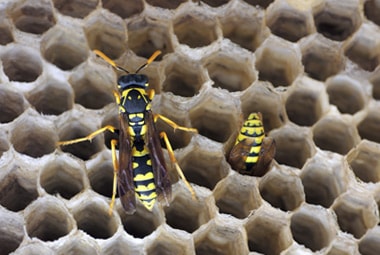 How to Prevent Paper Wasps from Building Nests in Okmulgee, OK