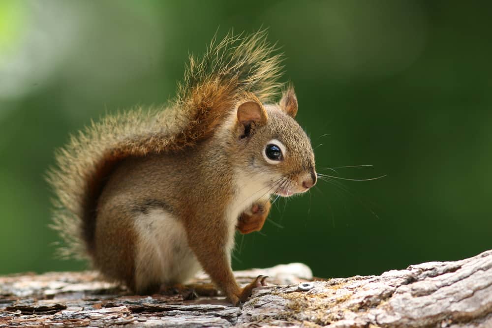 brown squirrel sitting on a branch