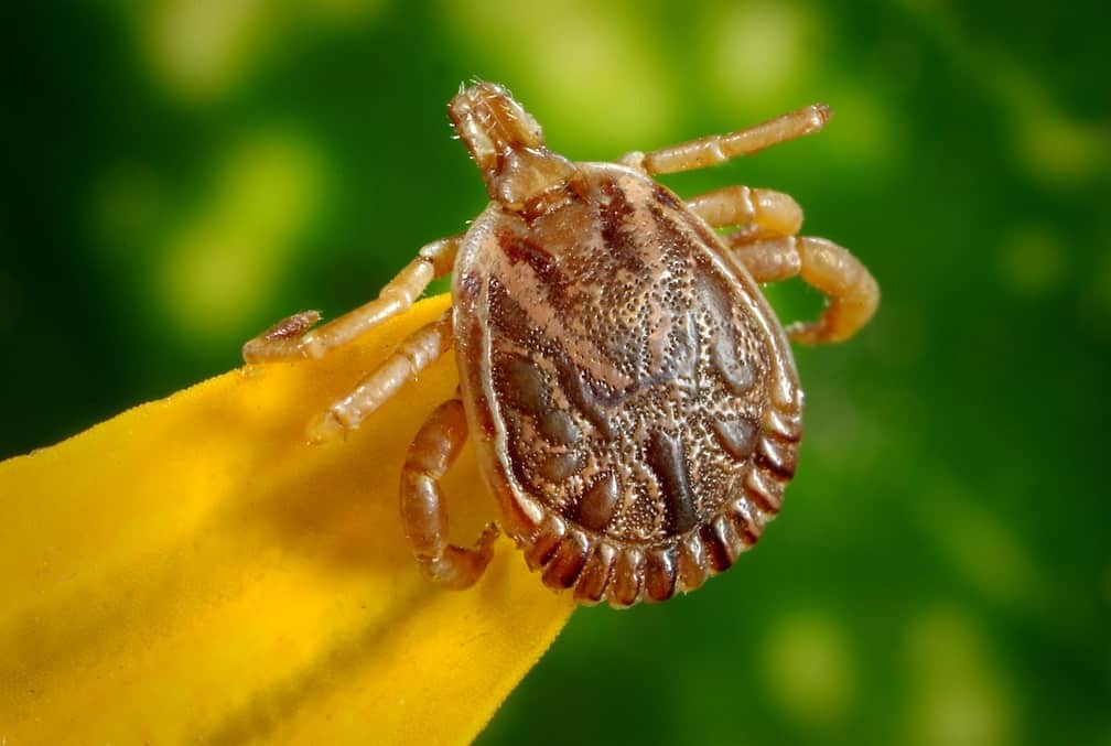 Why Ticks Are So Dangerous Rottler Pest Solutions