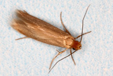 Webbing Clothes Moths  Pest Information & Prevention Tips