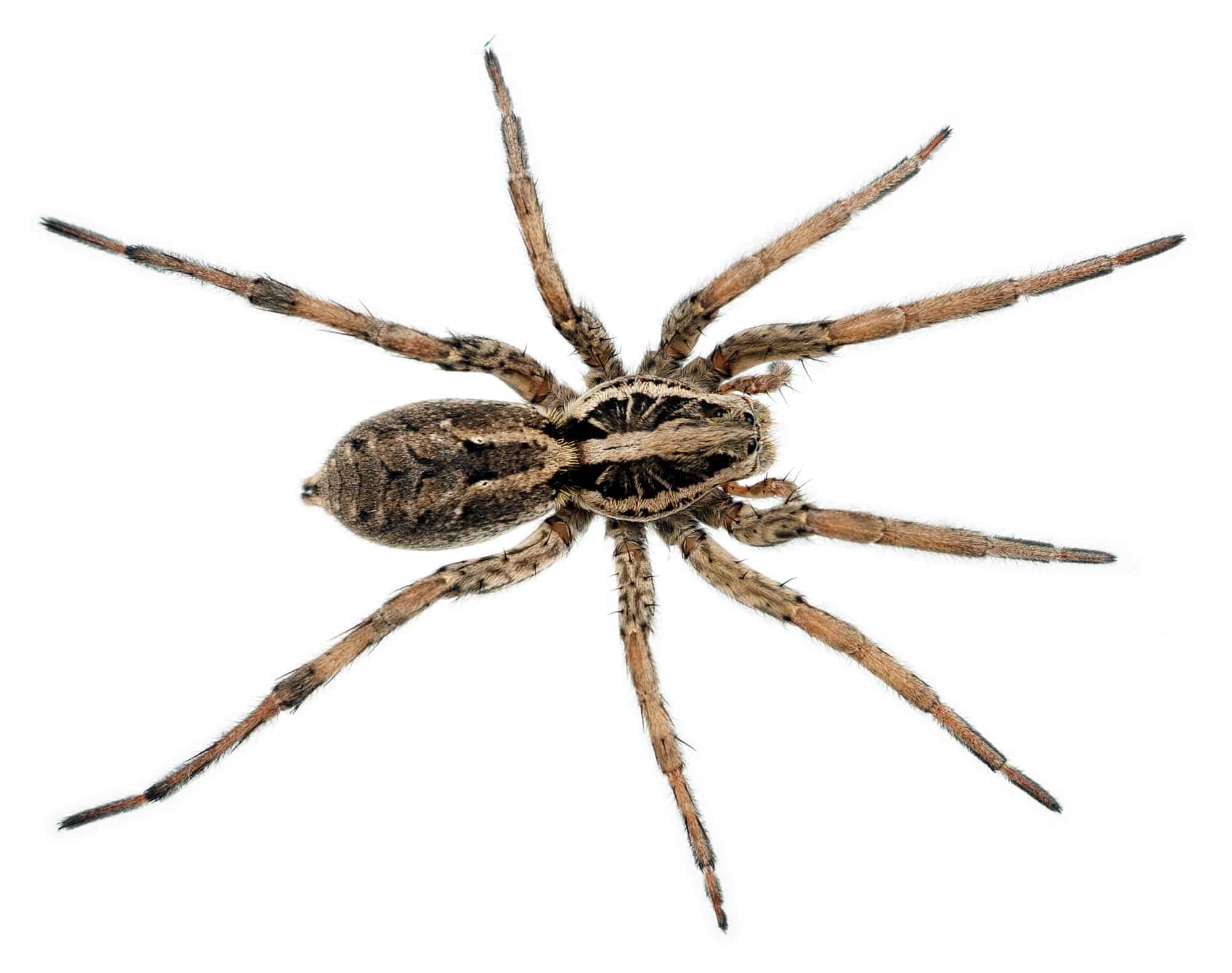 Spider Identification & Prevention