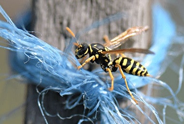 How Weather Affects Yellow Jackets